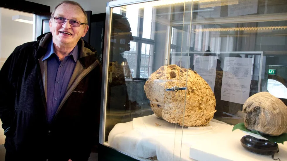 Storbygge. Det var ett redigt bo som 2014 års getingar byggde på Kjell-Åke Karlssons vind i Lingonberget.