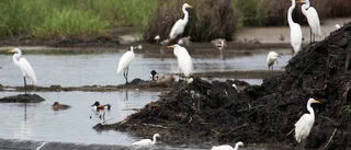 Galveston i orkanernas sargade land