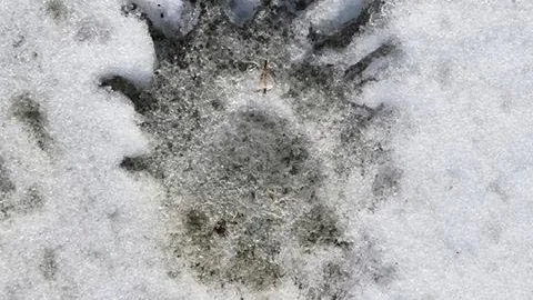 BJÖRN ELLER INTE? Nej, säger spårexperten.