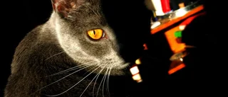 Hjärtlöst smita från påkörd katt