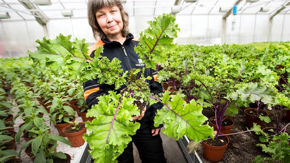 GRÖNKÅL. Maria Engström med grönkål. Snart i rabatten på Floras Kulle.