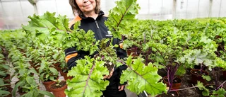 Floras kulle blir Luleås grönsaksland