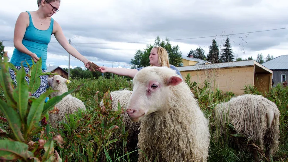 FÅR. Emma Engström och Evelina Hedlin matar fåren som några av hushållen i Ollasbyn har tillsammans.