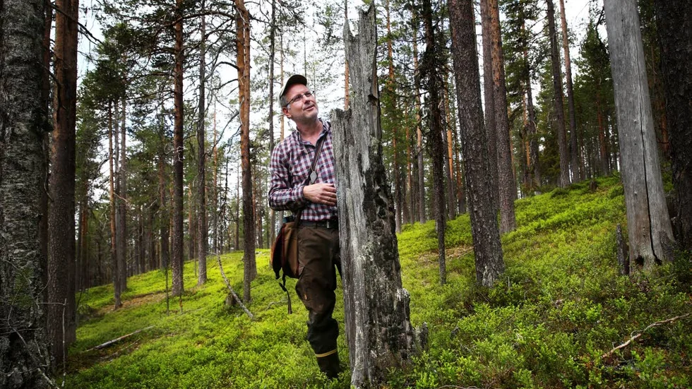 Det kan vara tusen år sedan den brandhärjade stubben 
i urskogen var ett tallfrö, 
berättar Mats Karström, som sedan 1986 inventerat skogarna i Jokkmokks kommun.