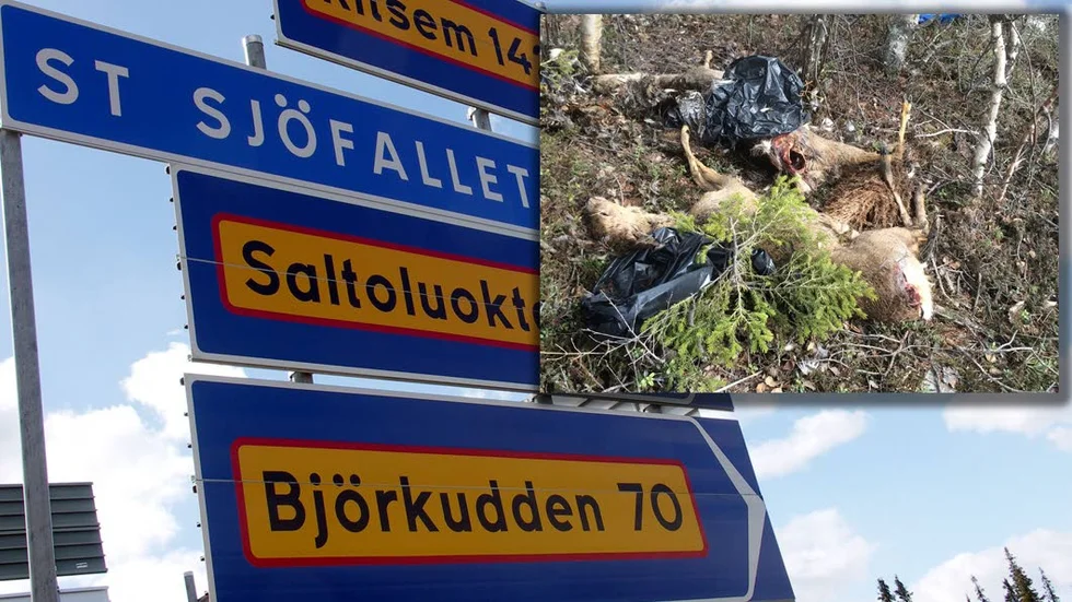 De två misstänkta tjuvjaktsfallen i Gällivare kommun läggs nu ner av polisen. Foto: Privat