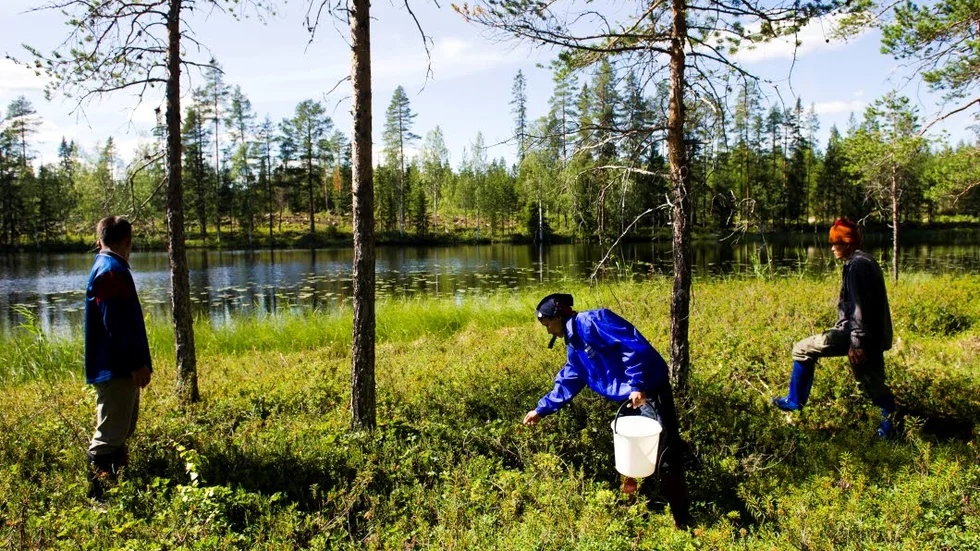 Bärplockare. Runt 200 bärplockare kommer hålla till vid Piteå älvdal när årets bärsäsong drar igång.