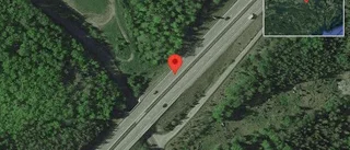 Älg på vägen på E20