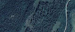 Ägarbyte för skogen på Börjelsbyn 140 i Kalix Landsbygd