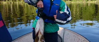 Drömnapp i Kvarnträsket