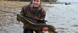 Gädda på fluga ett spännande äventyr