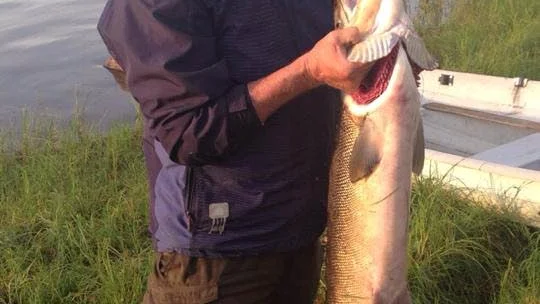Tung bit. Pajalabon Lars Tano kliver in i den hårda laxklassen i Fiske-DM med den här laxen på 15 kilo.