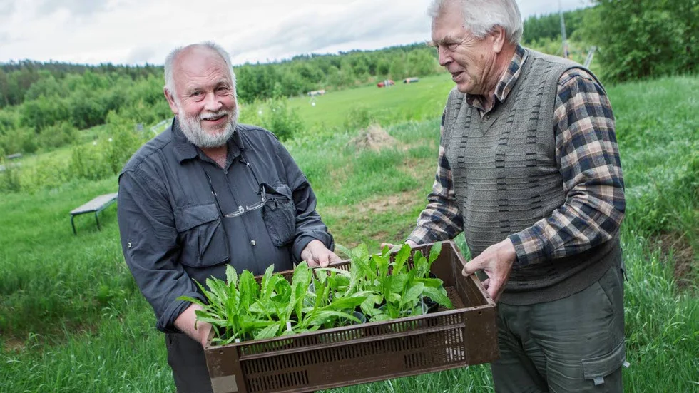 SKATTER. "Det här är fjällmaskrosor som vi ska flytta till Bondersbyn och Erkheikki", säger Lennart Stenberg och Hans Ollgaard och håller upp sin skattlåda.