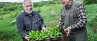 Maskrosor är deras passion