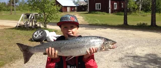 Lax nappade på Wilmers fluga