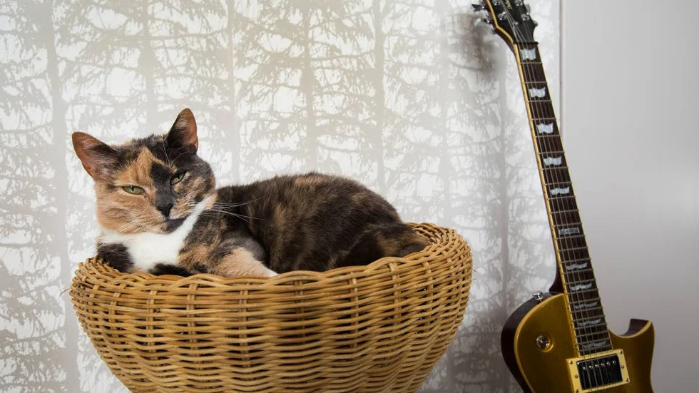 I korgen i musikrummet trivs katten Tea.