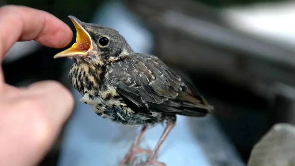 En fjäder lyfter själen till frihet och flykt.