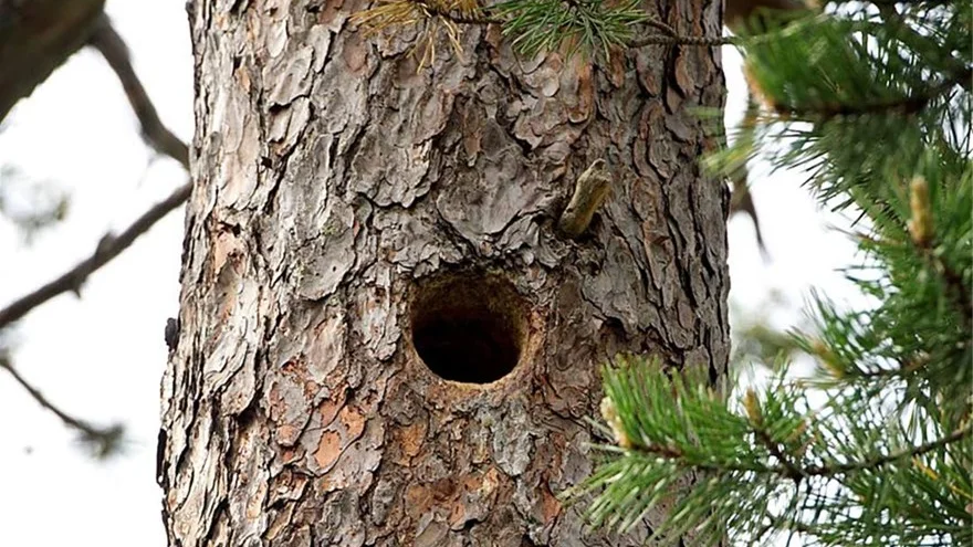 De runt 400 år gamla tallarna på Sandön är unika.