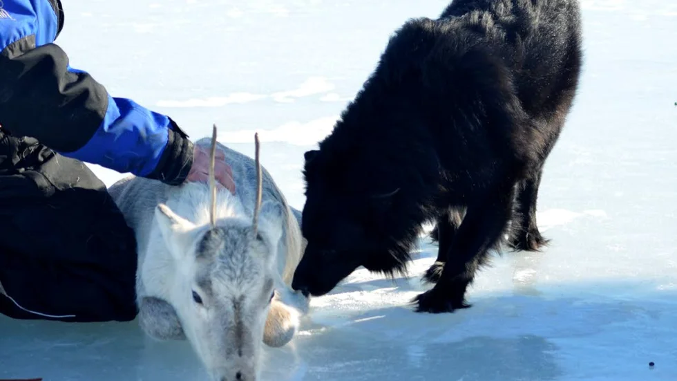 Morsning. Renen Nisse blir hälsad på av hunden Nalle.