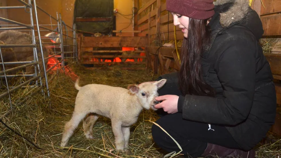 En gång i timmen fick det lilla flasklammet till att börja med mat, nu har hon med sin adoptivmammas hjälp börjat äta också hö och flaskmålen har börjat glesas ut och därmed får Matilda Ekersund och sambon Martin Savilahti bättre nattsömn.
