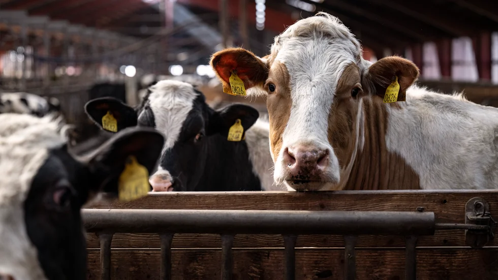 
De nya näringsrekommendationerna inkluderar miljöaspekterna rörande vår animaliska konsumtion, skriver insändarskribenten. 
