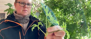 Sticklingar ger dubbel glädje – så gör du