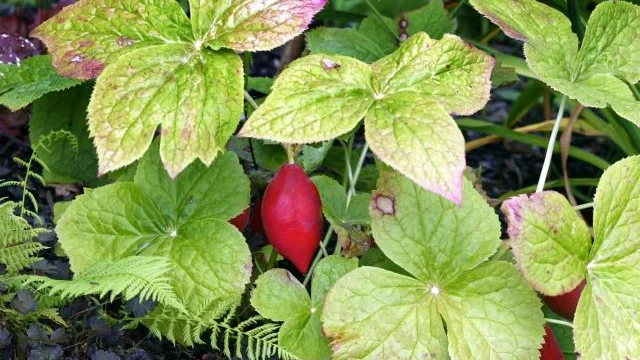 Fotblad blommar tidigt med vita, lite oansenliga, blommor för att senare på sommaren bjuda på röda frukter.