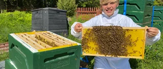 Folke, 13, hjälper till att ta bort bina – vill slå pappas rekord