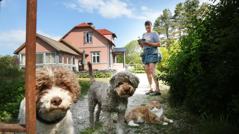 I annonser söks nu hennes efterträdare. Agneta Karlsson Norström lämnar senare i år tjänsten som länsveterinär på Gotland. Hon vill få mer tid för att odla, och fixa med allt i hemmet där katten Max och de italienska lagottohundarna Figlia och Manne också inräknas.