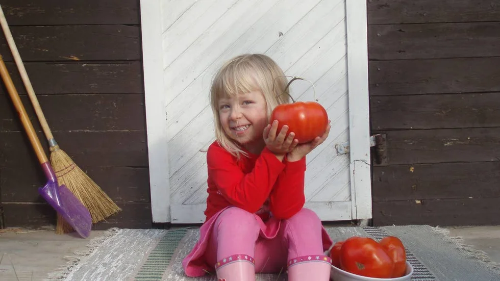 Barnbarnet Ada håller upp den största tomaten som mormor Iris Nilsson i Dokkas odlade för några år sedan. 
Tomaten vägde 720 gram.