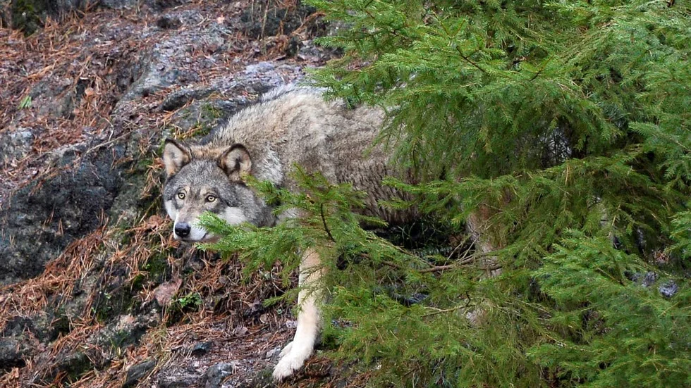 varg. Experter har konstaterat att en varg rev ett får i Piteå i början av augusti. Risken finns att vargen är kvar i Norrbotten.
