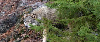 Varg rev får i Norrbotten – kan vara kvar