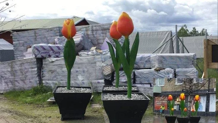 De största tulpanerna är nu i säkert förvar hos Parkförvaltningen. Det är alltså de tre små tulpanerna som syns i miniatyrbilden som är borta. Obs. Bilden är ett montage.