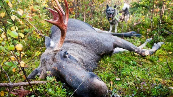 Rekordår. Aldrig har fler älgar fällts i Norrbotten än under 2016.