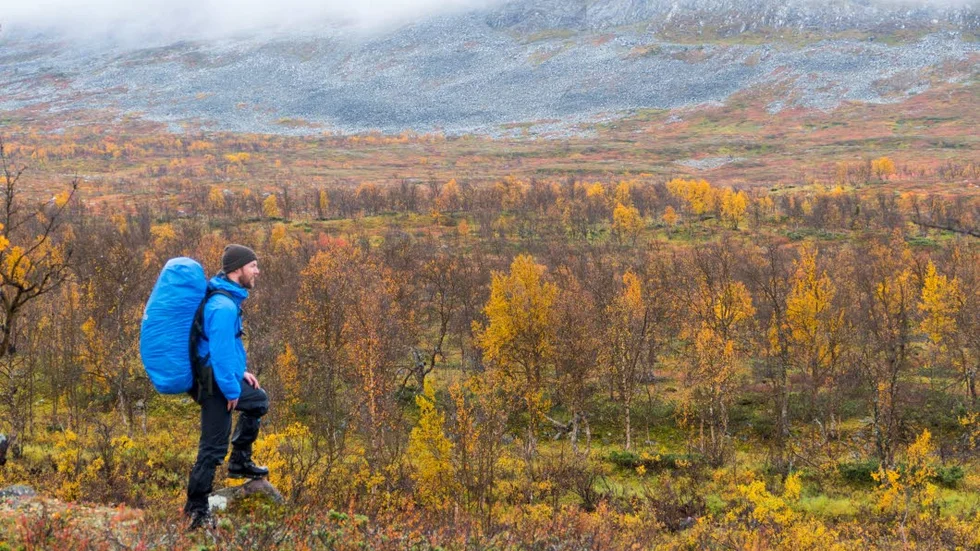 En sprakande höstvandring i Ultevis fjällurskog.