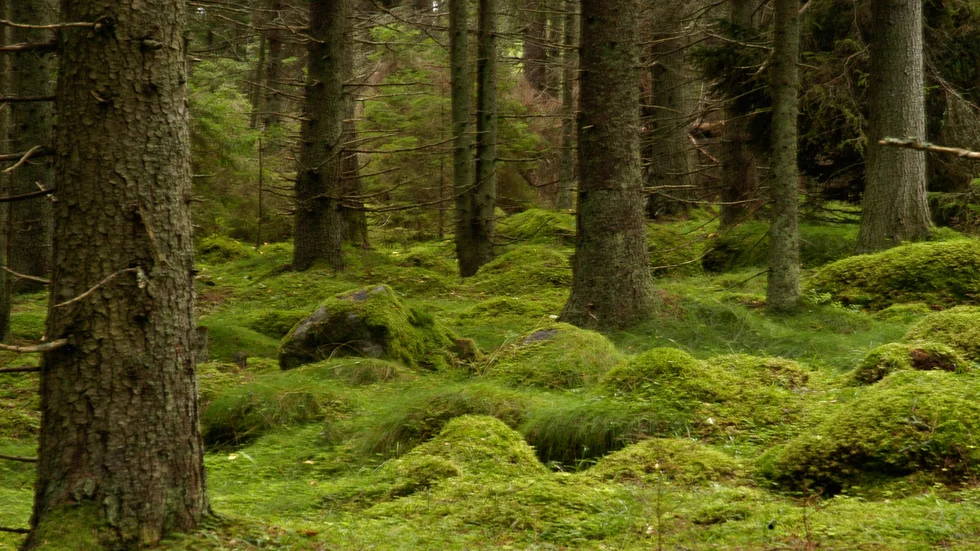 Skogsägare ska enligt ett förslag uppmuntras att biotopskydda större ytor än i dag. Arkivbild.