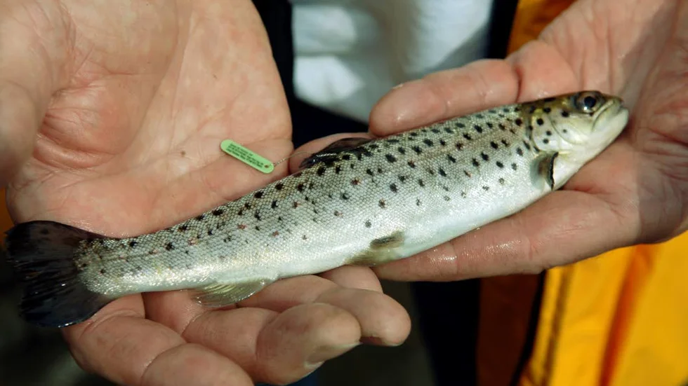 Förbud. Örings regeln gäller i de vilda älvarna Piteälven, Kalixälven, Råneåälven – inklusive biflöden. I Gränsälven är det förbud att fiska öring.