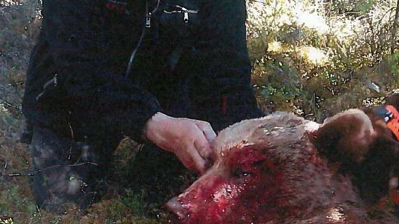 Bildbevis. Mannen i 75-årsåldern får i förhör se en bild med en skjuten björn där han själv finns med. Denna bild är beskuren. På orginalet ser man mannens ansikte.