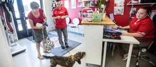 Högt "hundtryck" vid djurklinik