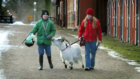 Malin Idegren och Frida Bogren är två av Vallas getskötare, här med geten Lolly. Bild: MIKAEL SVENSSON