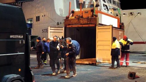Sent i går kväll räddades familjen Lundbäcks sju hästar från den krockskadade färjan Stena Nautica i Varbergs hamn. Helena Lundbäck andades givetvis ut. Bild: JOAKIM ERIKSSON/WIGHSNEWS