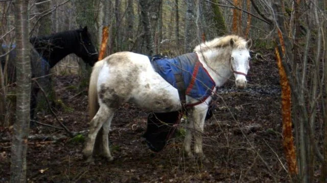 Hästarna i en hage utanför Ödeshög far illa. Det anser de Ödeshögsbor som sett dem gå ute i ur och skur i den lilla, gyttjiga och nertrampade hagen. Miljötekniska nämnden försöker förmå ägaren att flytta hästarna. Bild: GUNILLA RECH