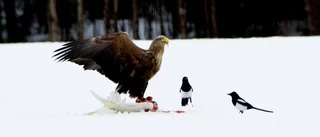 Fågeldramatik