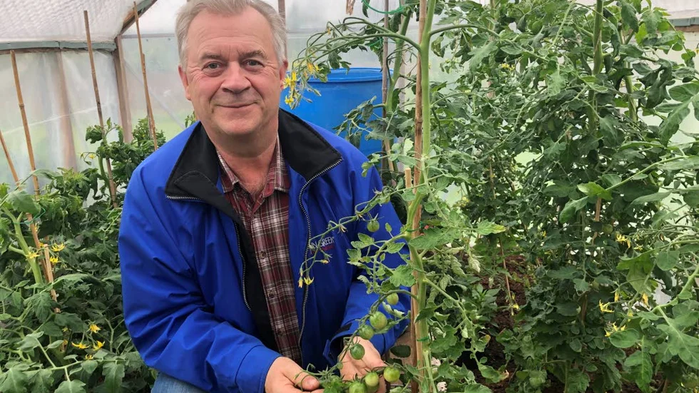 Tidigare landsbygdsministern Sven-Erik Bucht passade på att visa upp tomatplantorna i sitt växthus i Karungi.