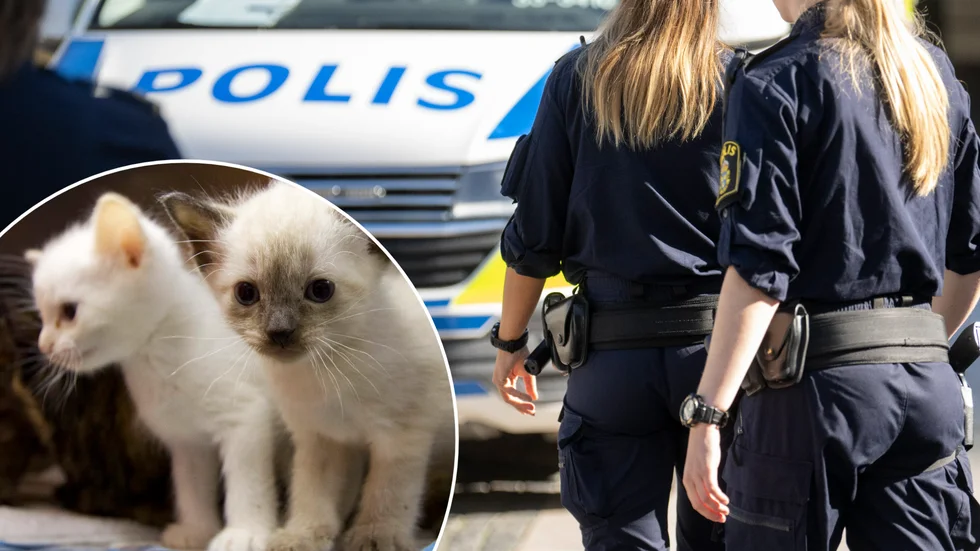 Kattungarna omhändertogs av polisen. Bilderna är genrebilder.
