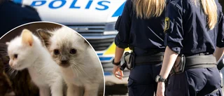 Intoxicated man apprehended - found with a box full of kittens