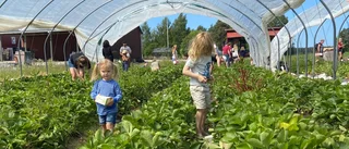 Barnfamiljer ryckte in – räddade ovanligt tidiga jordgubbar