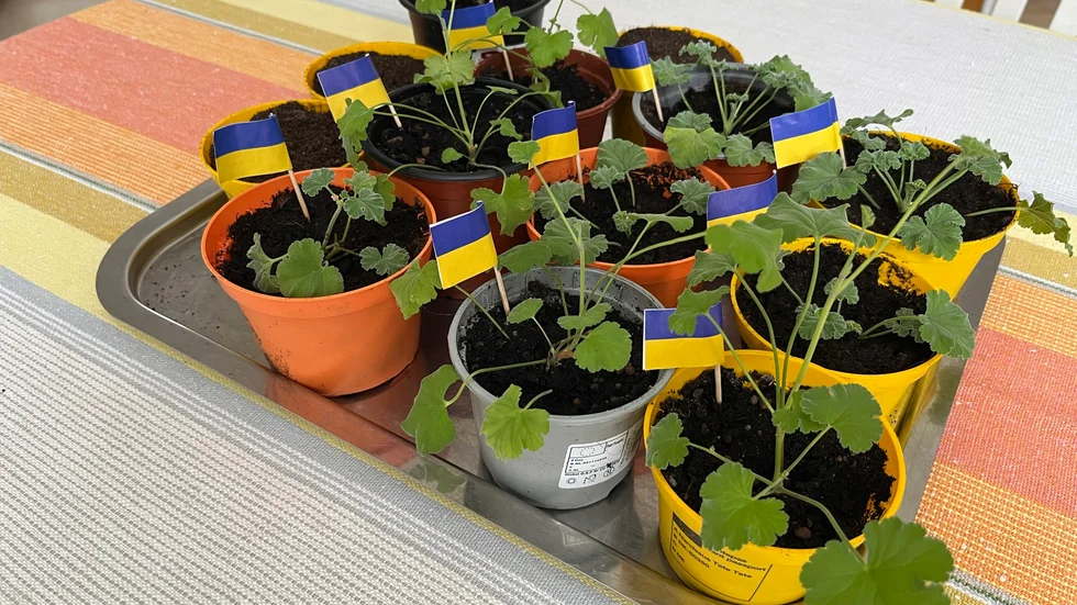 Varje liten stickling dekoreras med Ukrainas flagga. "De som är med och bidrar ska verkligen känna att de bidrar. Varje krona som kommer in behövs och gör god nytta i Gammalsvenskby", säger Eva Lundqvist. 
