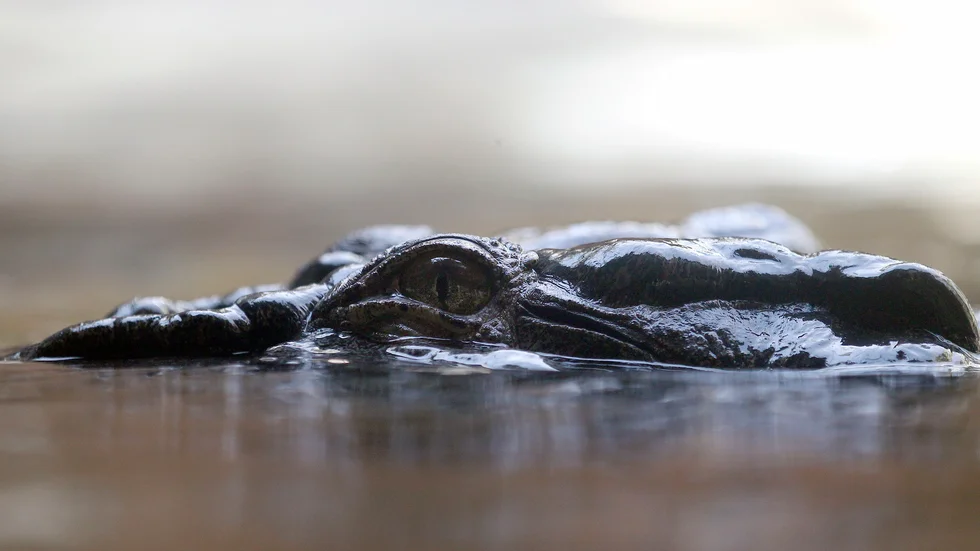 Kvarlevor av en saknad man har hittats i en skjuten krokodil i Queensland, Australien. Arkivbild.