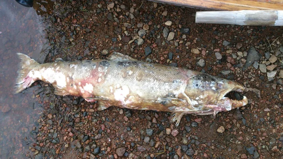 SORG. Tyvärr en allt vanligare syn. Balk söker svaret.

Foto; Urban Kumpola.