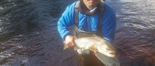 Drömfisken blev hårigt bottennapp